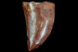 Serrated, Juvenile Carcharodontosaurus Tooth #77089-1